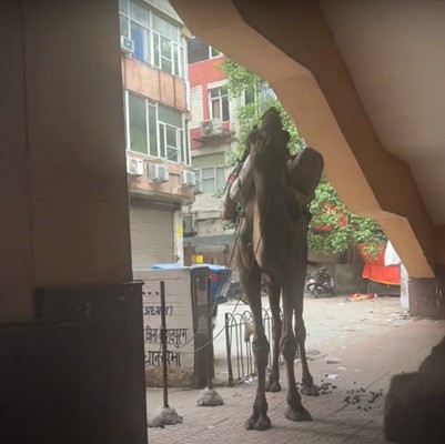 インド　デリーで見かけたラクダ